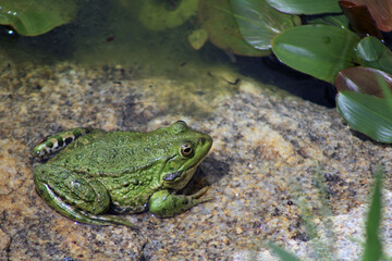Beautiful green frog. Big frog.