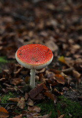 fly agaric mushroom in autumn forest