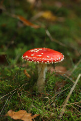 fly agaric mushroom