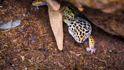Close-up of a leopard gecko, a popular exotic pet with vibrant, spotted skin, scales, and unique...