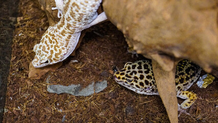 Close-up of a leopard gecko, a popular exotic pet with vibrant, spotted skin, scales, and unique...
