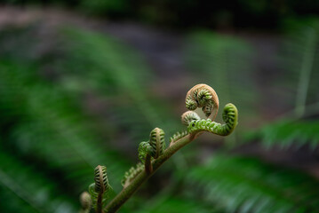 Tendrils of plants by taking very close up shots