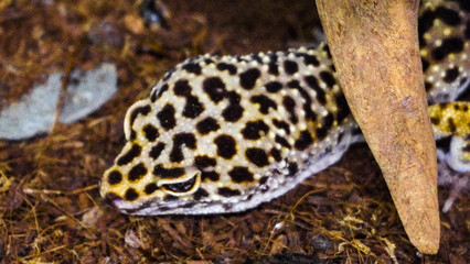 Obraz premium Close-up of a leopard gecko, a popular exotic pet with vibrant, spotted skin, scales, and unique colors. This nocturnal reptile thrives in desert habitats, showcasing natural camouflage and predator i