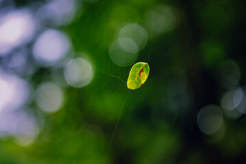Tendrils of plants by taking very close up shots