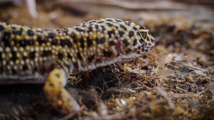 Close-up of a leopard gecko, a popular exotic pet with vibrant, spotted skin, scales, and unique...