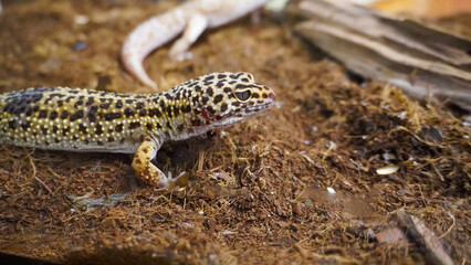 Close-up of a leopard gecko, a popular exotic pet with vibrant, spotted skin, scales, and unique...