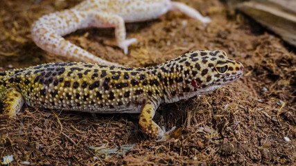 Close-up of a leopard gecko, a popular exotic pet with vibrant, spotted skin, scales, and unique...