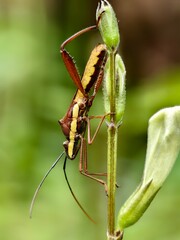 Leptocorisa oratorius on plant stem with blurred background