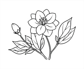 Bougainvillea Flower Outline for Coloring Book – Black and White Floral Design with Leaves