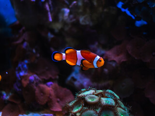 fish on reef