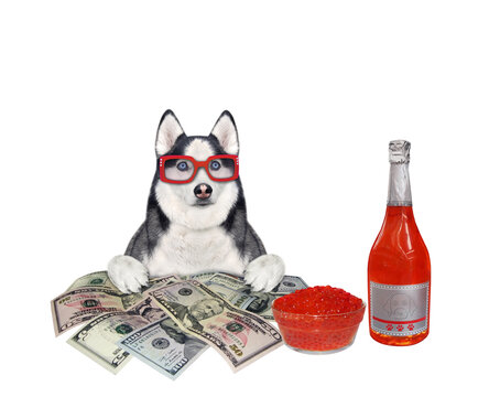 Dog husky near money and champagne