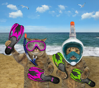 Two cats in diving masks by sea 2