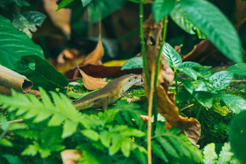 Lizard