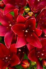 close up of red  flowers