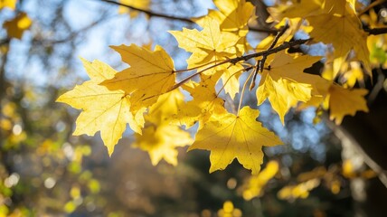 Obraz premium Autumn background with maple leaves and bokeh,Fall blurred background, Yellow and red maple leaves are flying and falling down. Autumnal landscape.water drop on leaf,space for text.