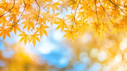 Obraz premium Autumn background with maple leaves and bokeh,Fall blurred background, Yellow and red maple leaves are flying and falling down. Autumnal landscape.water drop on leaf,space for text.