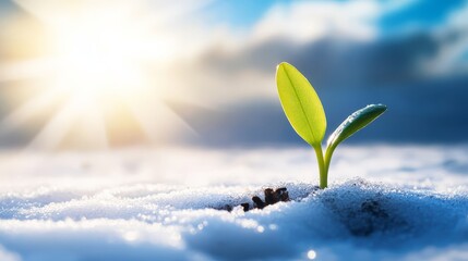 A vibrant green sprout breaks through the snow, signaling the arrival of spring.