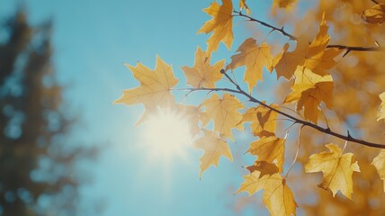 Obraz premium Autumn background with maple leaves and bokeh,Fall blurred background, Yellow and red maple leaves are flying and falling down. Autumnal landscape.water drop on leaf,space for text.