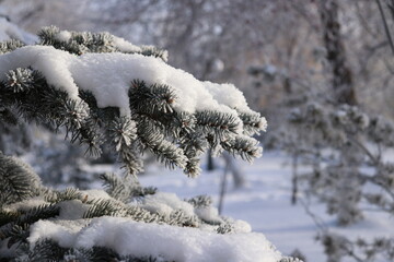 Snow covered tree