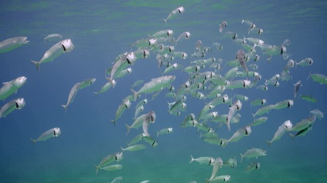 Large shoal of Striped mackerel or Indian mackerel (Rastrelliger kanagurta) swimming with open mouths and eating filtering for zooplankton underwater of blue water, Slow motion