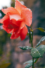 Obraz premium beautiful red rose in the garden
