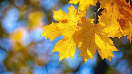 Fototapeta premium Autumn background with maple leaves and bokeh,Fall blurred background, Yellow and red maple leaves are flying and falling down. Autumnal landscape.water drop on leaf,space for text.