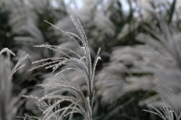 風に揺れるススキ