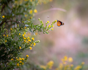 Butterfly in freedom in a natural park