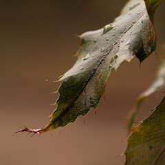 水がしたたる枯れ葉