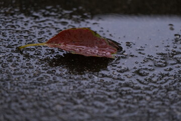 雨にたたずむ落ち葉