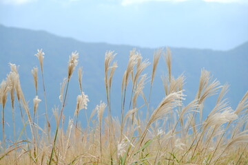 風に揺られるススキ