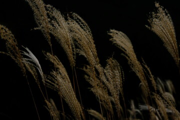 黄金に輝くススキ