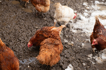 free range red brown domestic chickens hens and white rooster peck on wet snow ground. flock of chicken on organic farm or countryside yard in spring