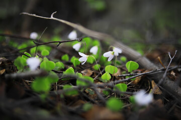 White Forest Flowers Emerging from Spring Ground with Vivid Green Foliage