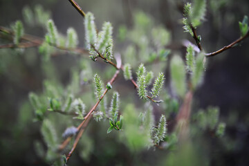 Close-Up of Springtime Budding Tree Branches with Green Leaves and Blossoms