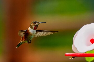 Naklejka premium Stunning hummingbird mid-flight near a flower with a blurred background