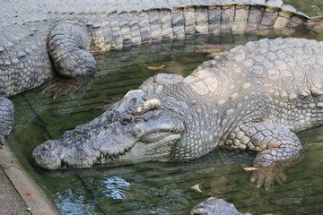Big crocodile on farm outdoors