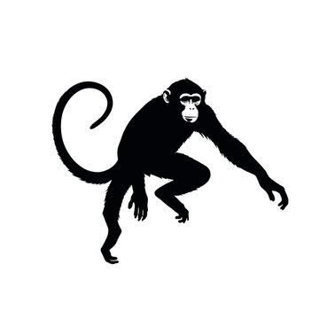 recommend clip art: a monkey vector silhouette, fill with black color isolated white background