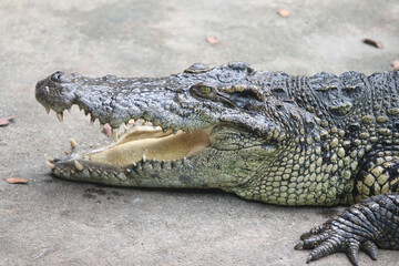 Obraz premium Big crocodile on farm outdoors