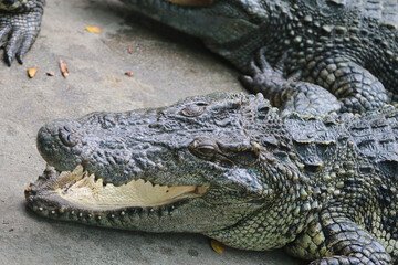 Fototapeta premium Big crocodile on farm outdoors