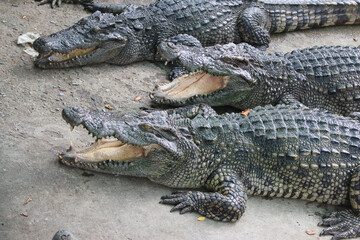 Big crocodile on farm outdoors
