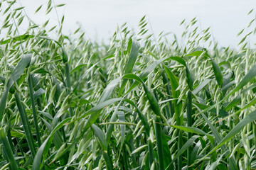 Oat ( Avena novella antonia ) field in summer . Tuscany, Italy