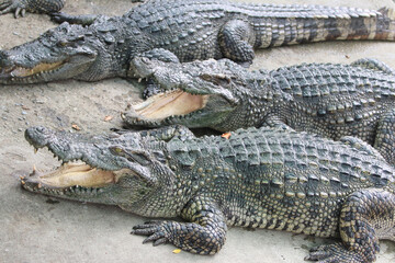 Big crocodile on farm outdoors