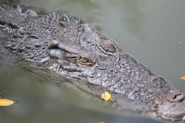 Big crocodile on farm outdoors