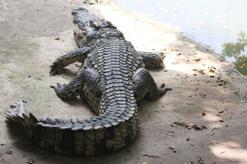 Big crocodile on farm outdoors