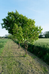Fruit trees with green leaves along wheat field in summer . Tuscany, Italy