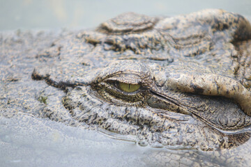 Big crocodile on farm outdoors