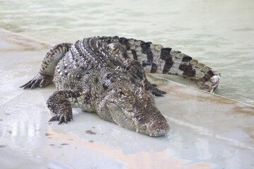 Big crocodile on farm outdoors