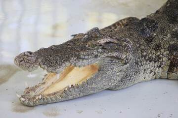 Big crocodile on farm outdoors