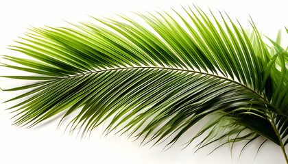 Obraz premium Exotic green tropical summer plant palm leaves branch isolated on white background